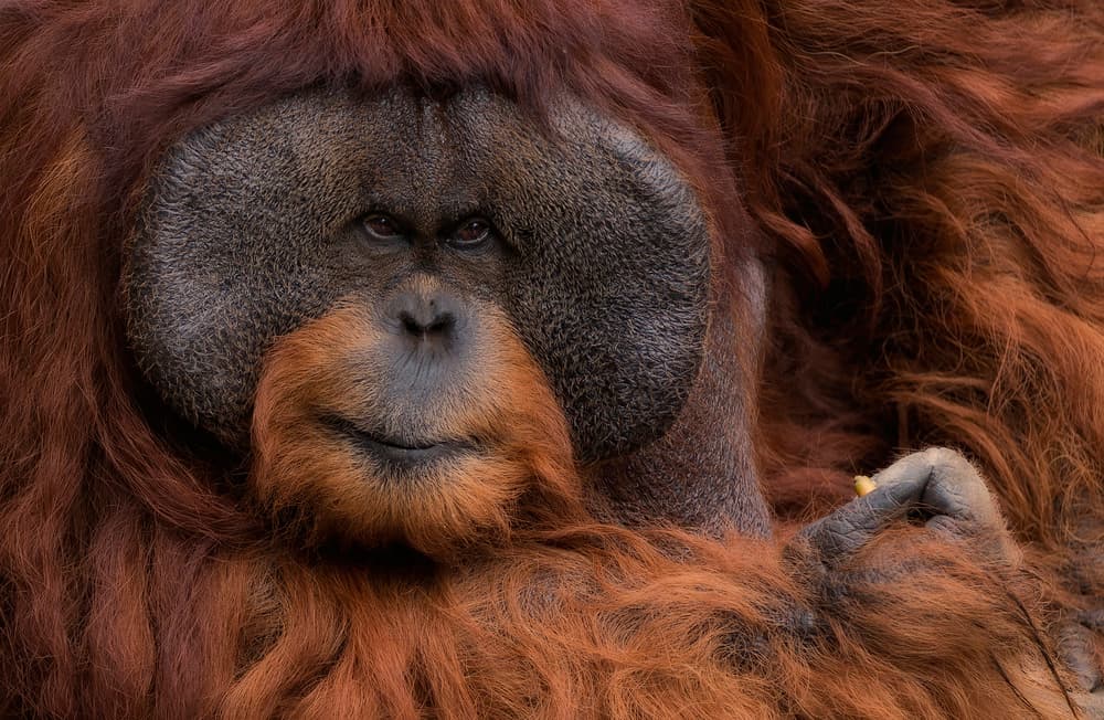 Thoughtful Orangutan Gaze by C.S. Tjandra — canvas wall art