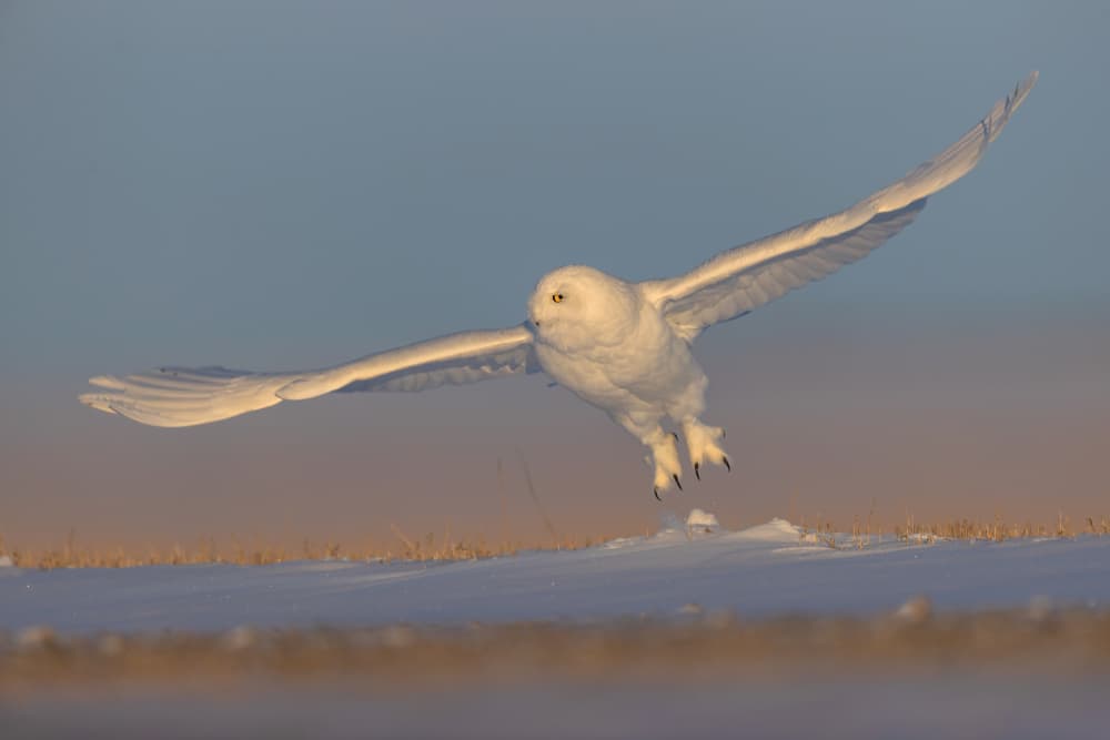 Snowy Owl In Flight by Jun Zuo — canvas wall art