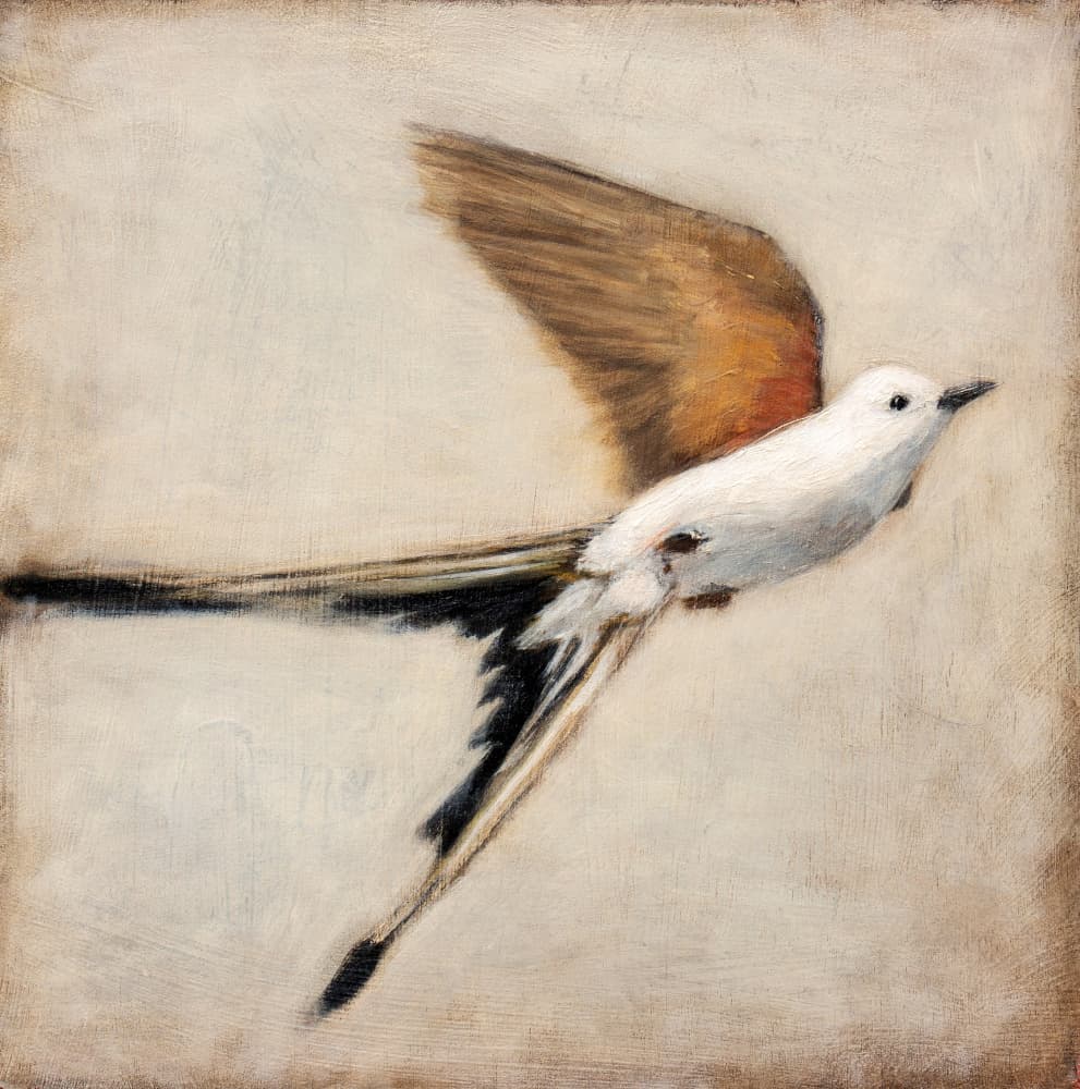 White Bird in Flight by Claire Lerner — canvas wall art