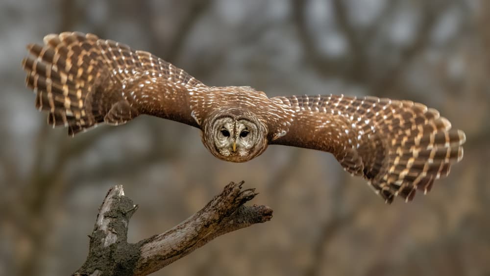 Barred Owl Flight by Jacob (Jian) Xu — canvas wall art