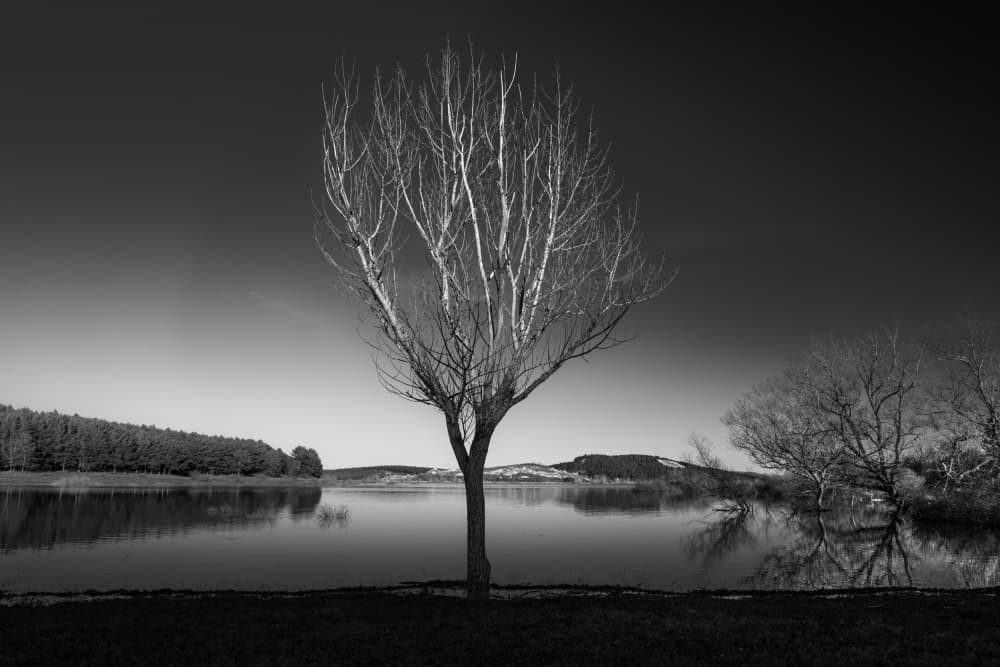 Bare Tree Lake Reflection by Marco Antonio Cobo — canvas wall art