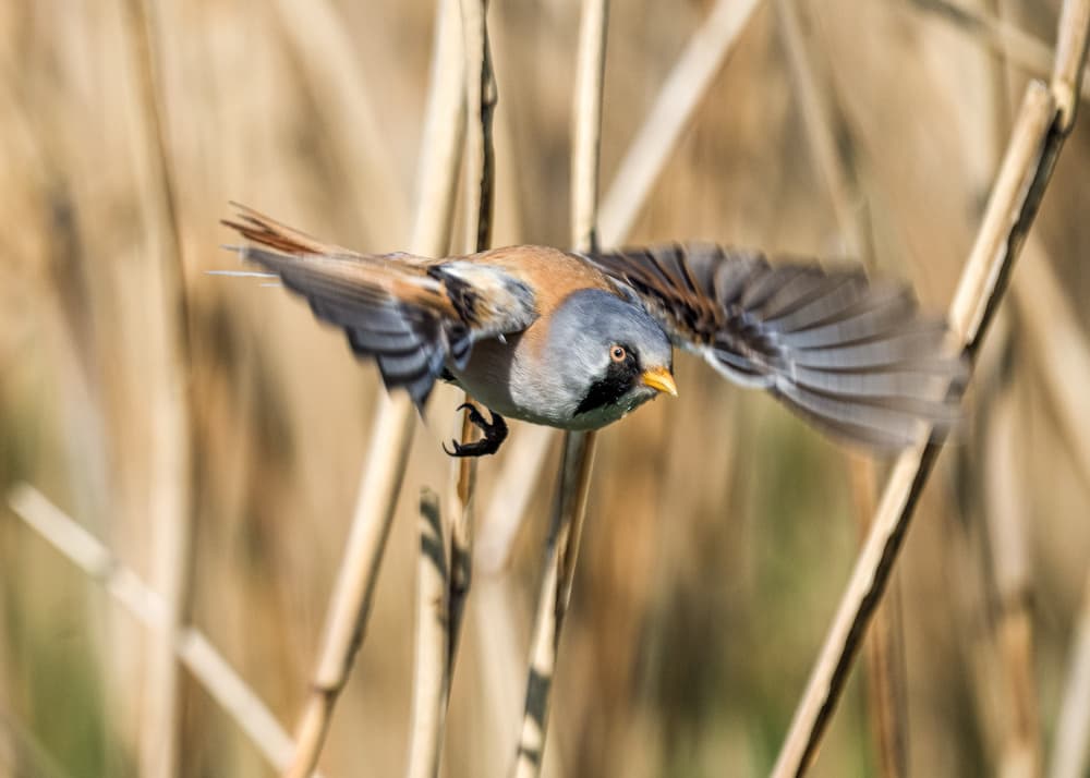 Bearded Tit in Flight by Christiane Heggemann — canvas wall art