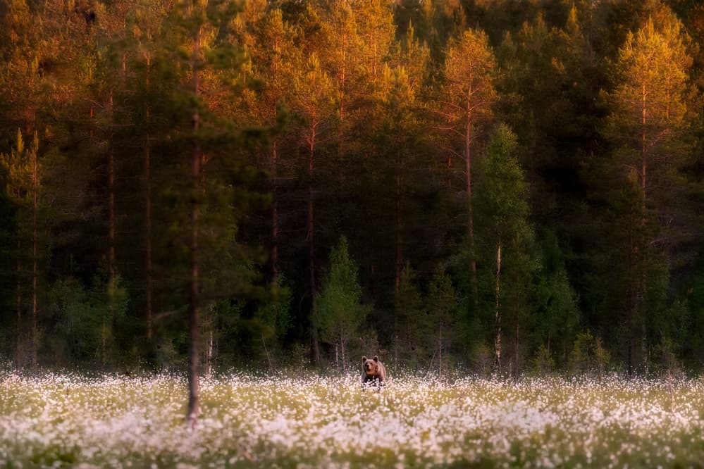Brown Bear Golden Forest by Eiji Itoyama — canvas wall art