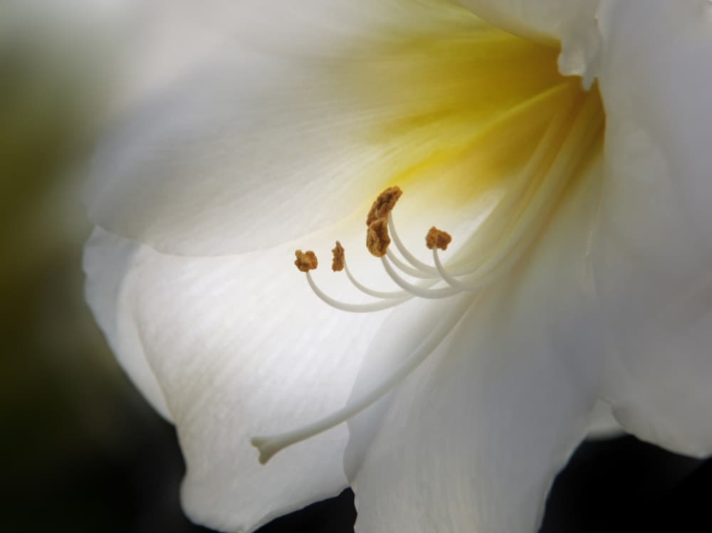Soft White Radiance by Nicolas Schumacher — canvas wall art