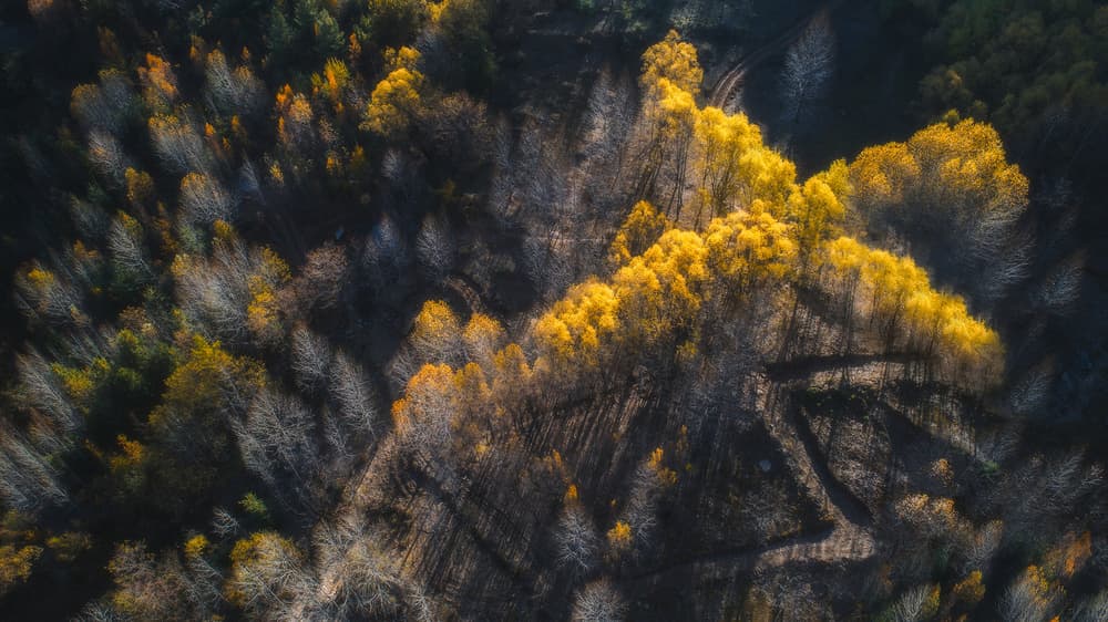 Golden Autumn Paths by TIANQI — canvas wall art