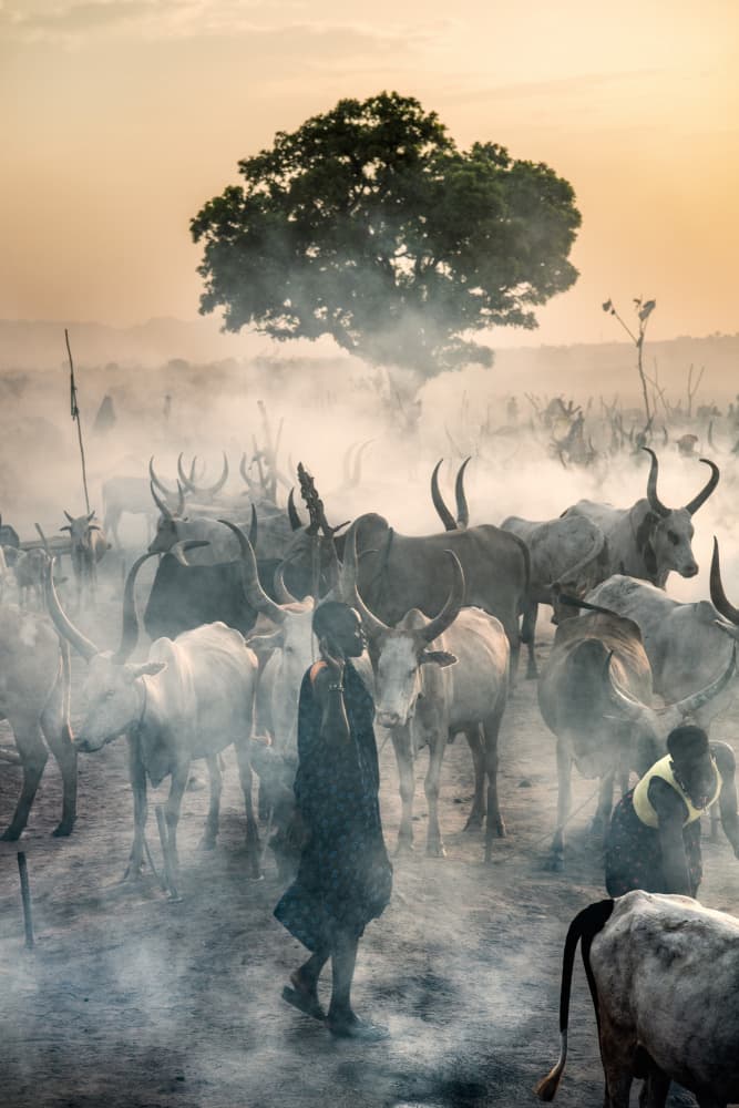 Smoky Dinka Cattle by Trevor Cole — canvas wall art