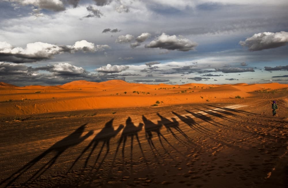 Camel Shadows Desert Journey by Joxe Inazio Kuesta Garmendia — canvas wall art