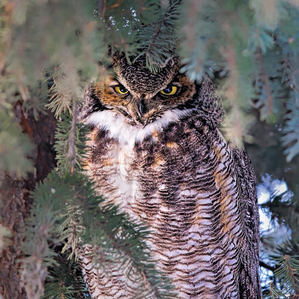 Intense Forest Owl by Jun Zuo — canvas wall art