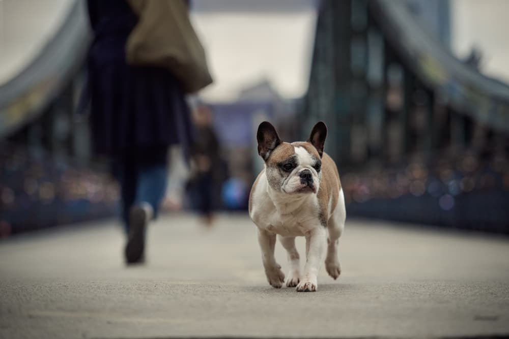 Strolling French Bulldog by Heike Willers — canvas wall art