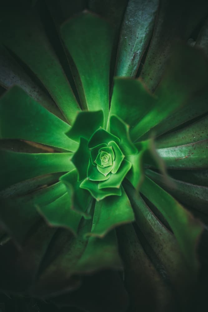 Green Succulent Spiral by Javier Pardina — canvas wall art