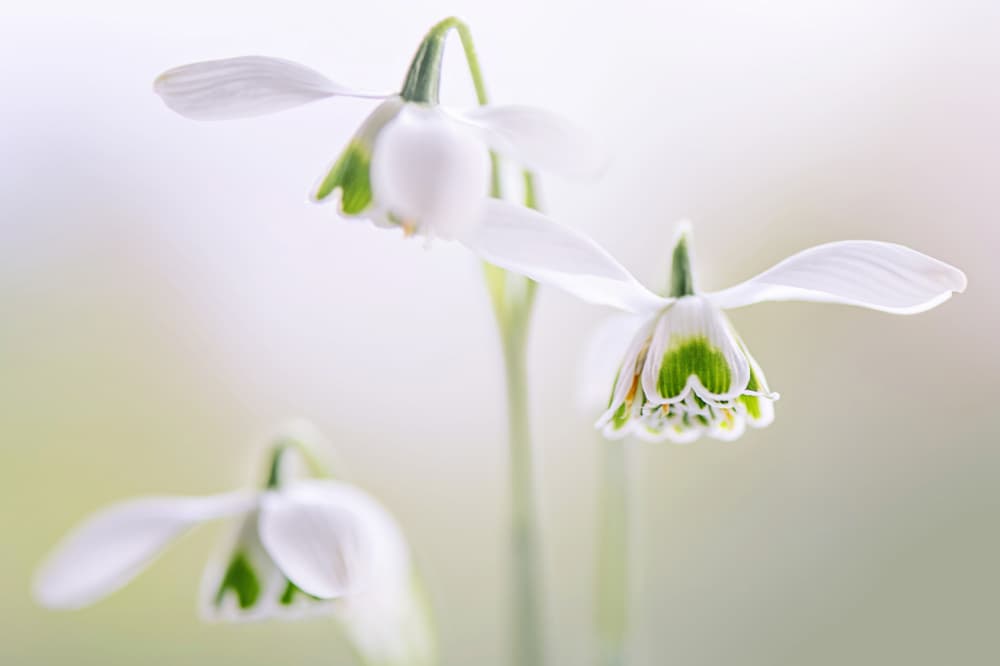 Delicate Spring Snowdrops by Jacky Parker — canvas wall art