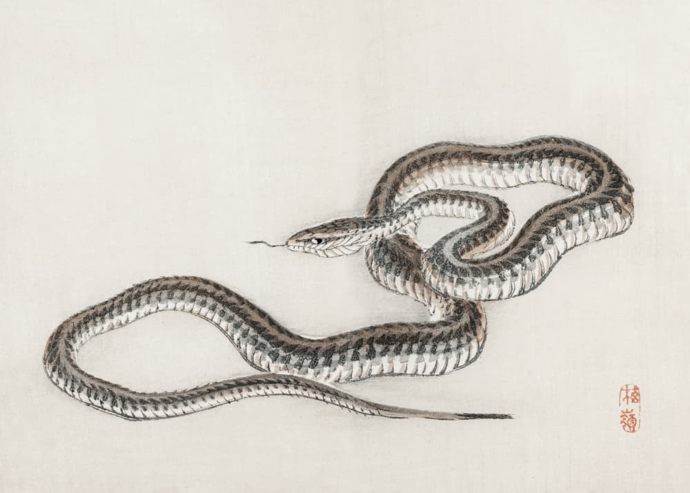 Snake By Kōno Bairei (1844 1895) by Pictufy Studio — canvas wall art