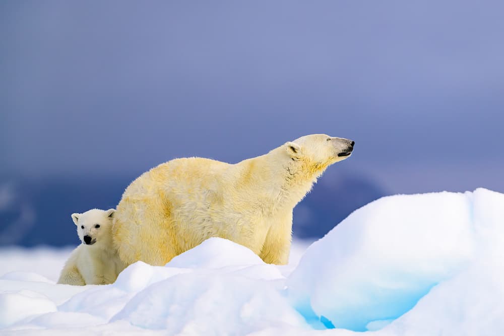 Arctic Bear Family by Som Prasad — canvas wall art