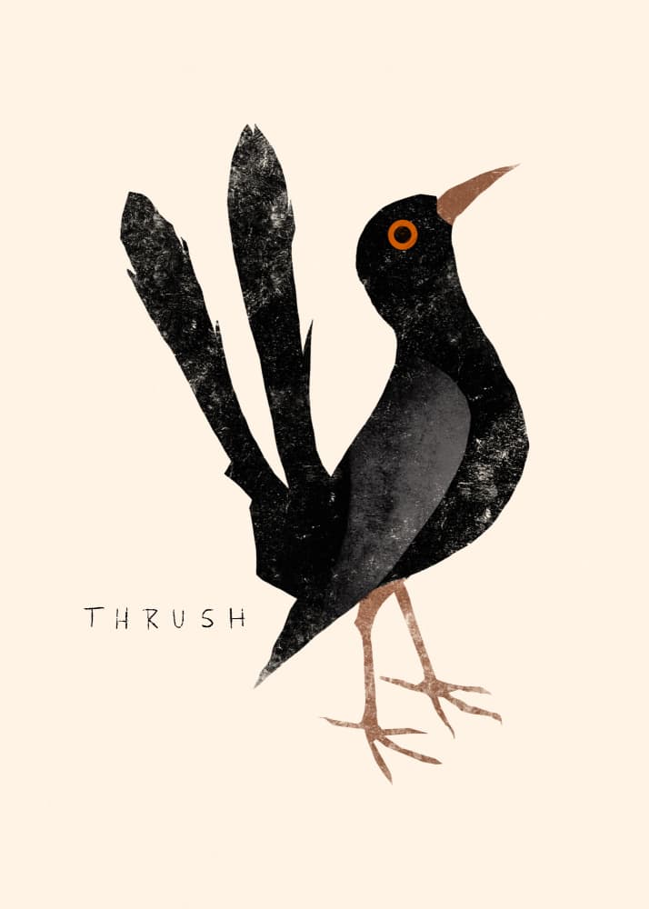 Elegant Black Thrush by Josephin Hermsdorf — canvas wall art