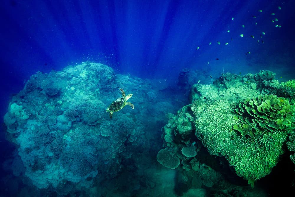 Deep Sea Turtle Swim by Serge Melesan — canvas wall art