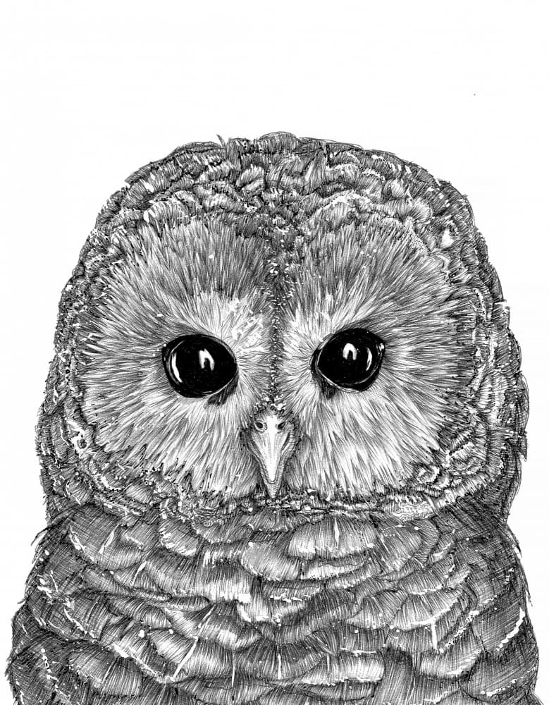 Barred Owl Portrait by EC Mazur — canvas wall art