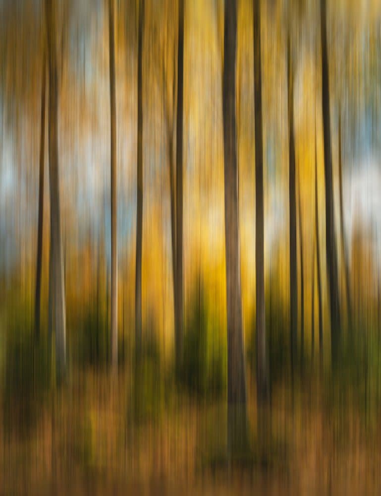 Golden Forest Motion by Christian Lindsten — canvas wall art