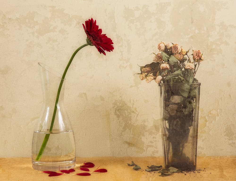 Red Daisy Faded Roses by Dani BS. — canvas wall art