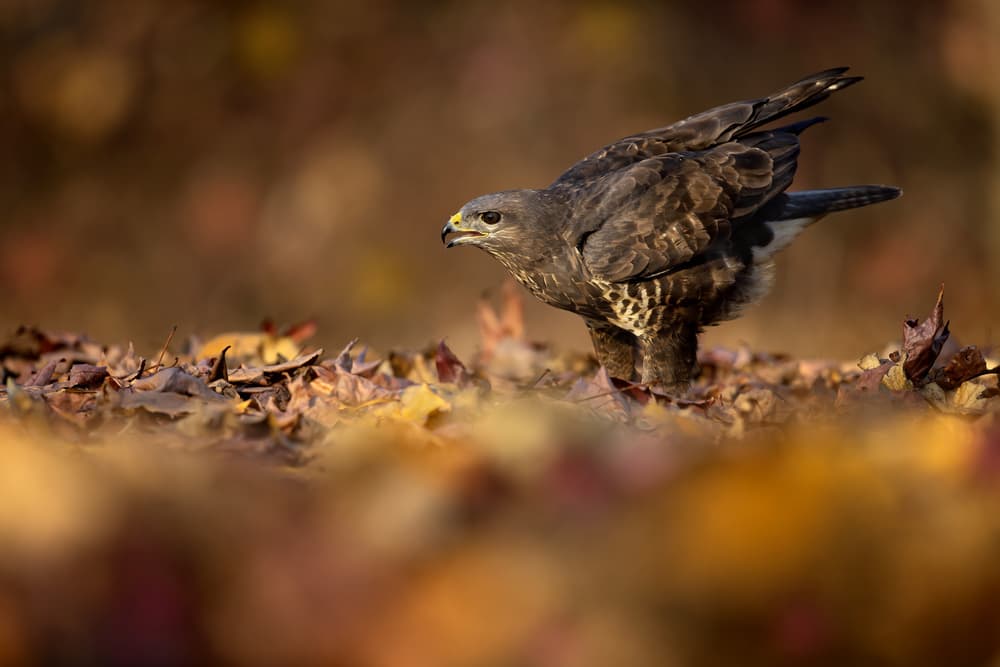 Buzzard in Autumn Gold by Marco Redaelli — canvas wall art
