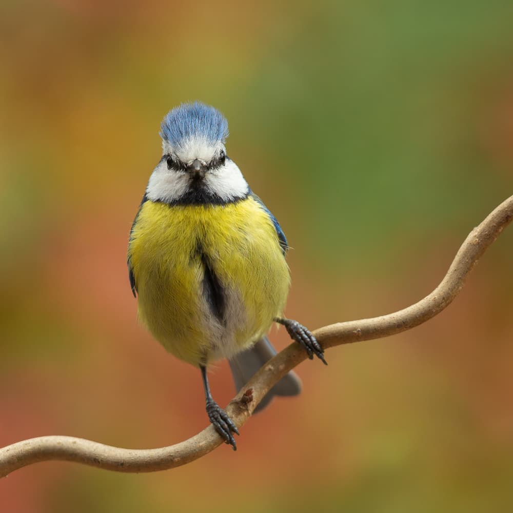 Vibrant Blue Tit by Annie Keizer — canvas wall art