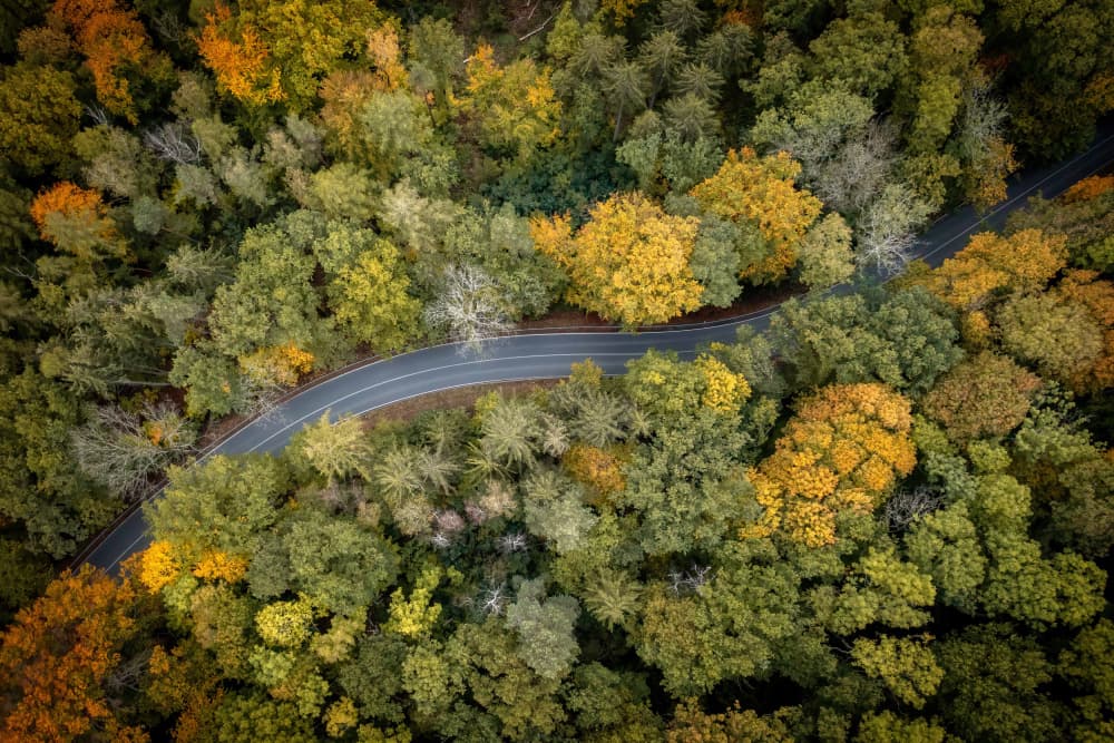 Winding Autumn Forest Road by Christoph Schaarschmidt — canvas wall art