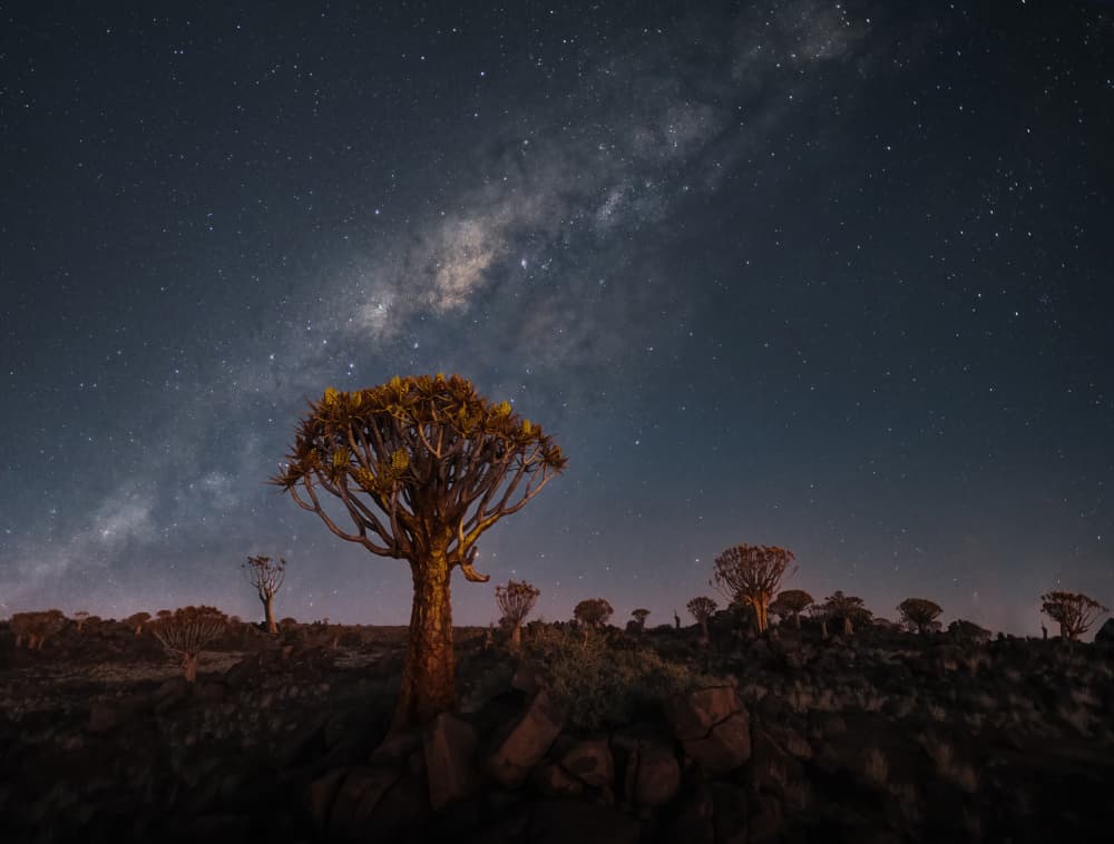 Quiver Tree Under Stars by Gu and Hongchao — canvas wall art