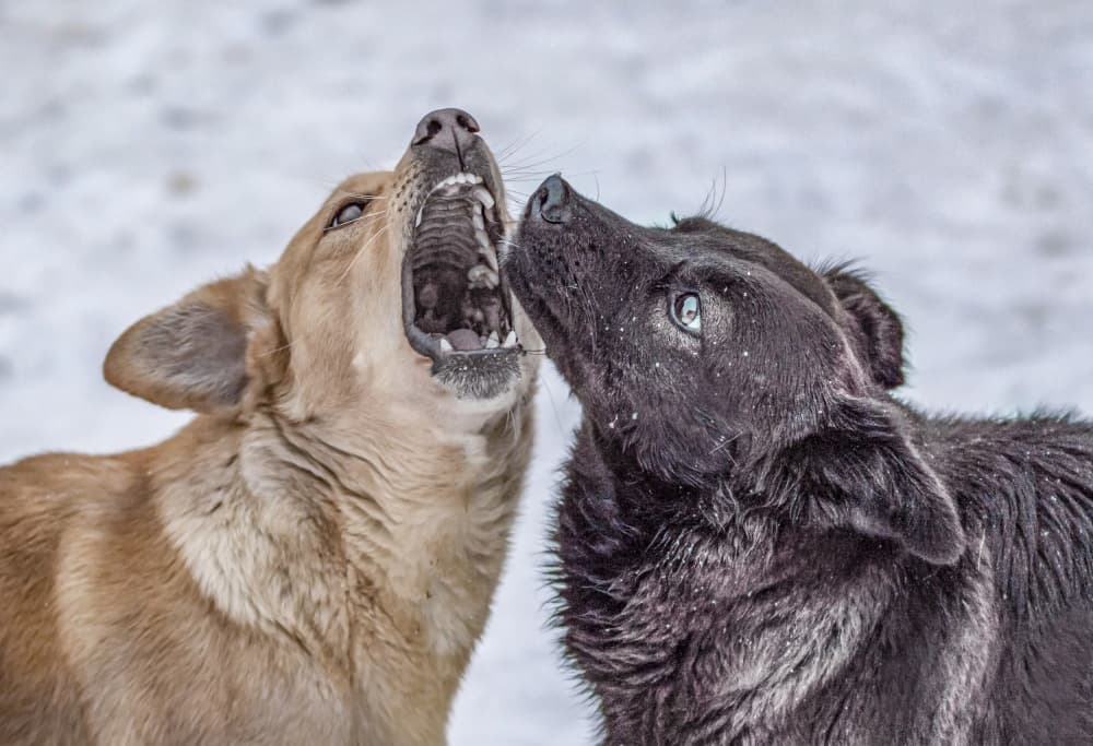Howling Winter Dogs by Oana Vasileniuc — canvas wall art