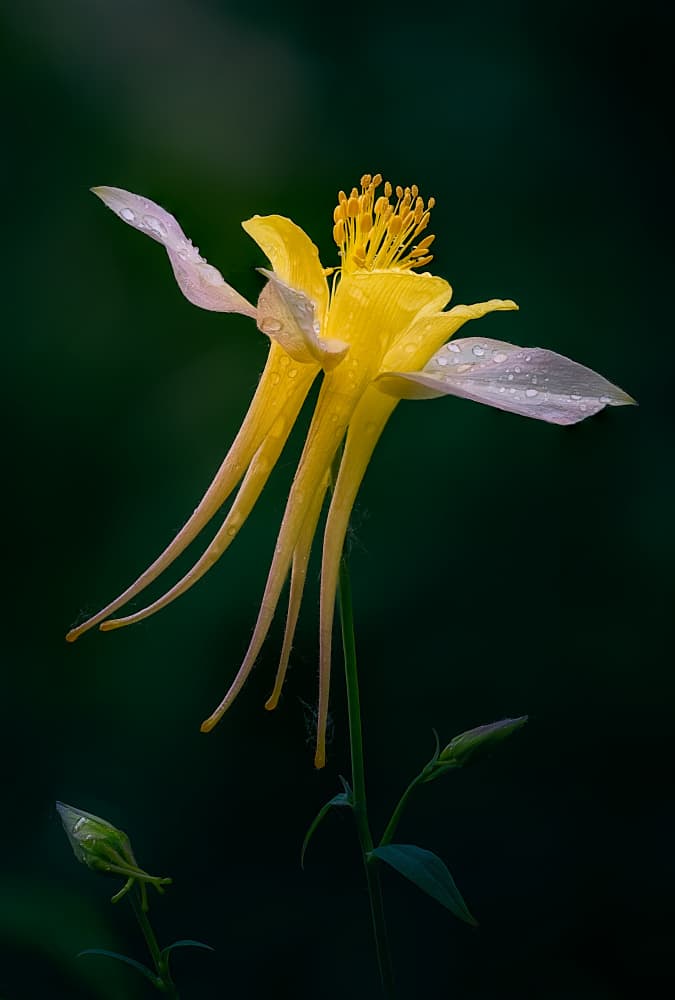Elegant Yellow Columbine by Ben.C.L — canvas wall art