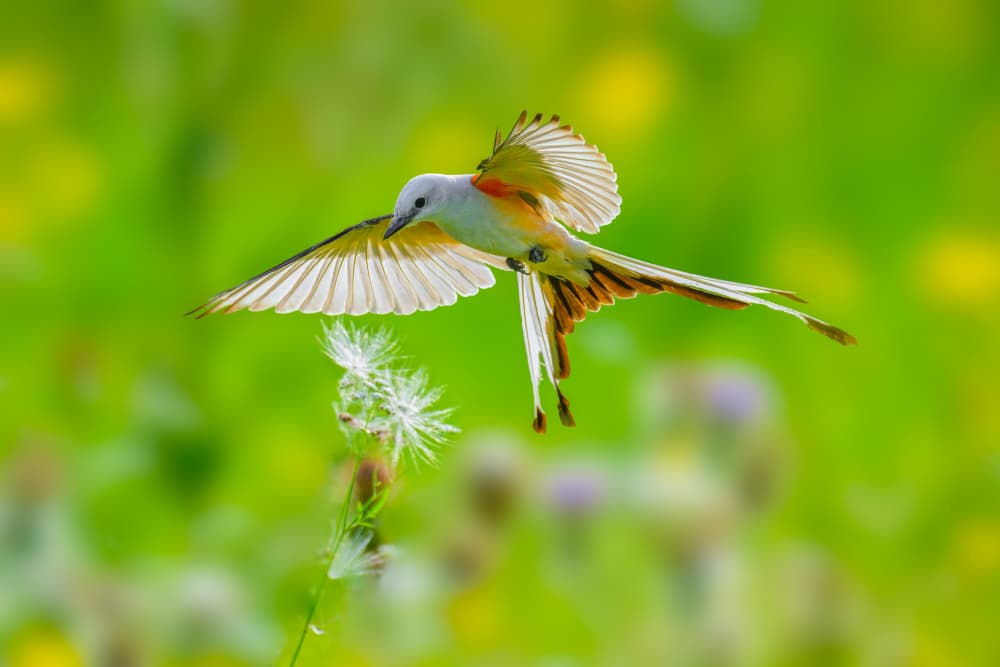 Graceful Meadow Flight by Mike He — canvas wall art