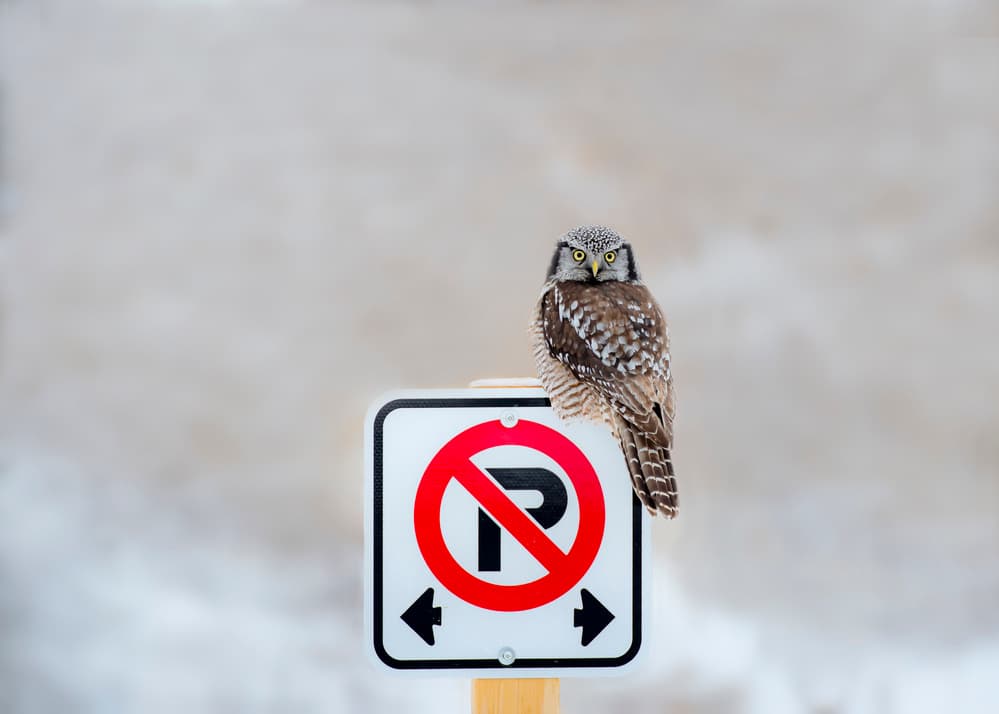 No Parking by Fion Wong — canvas wall art