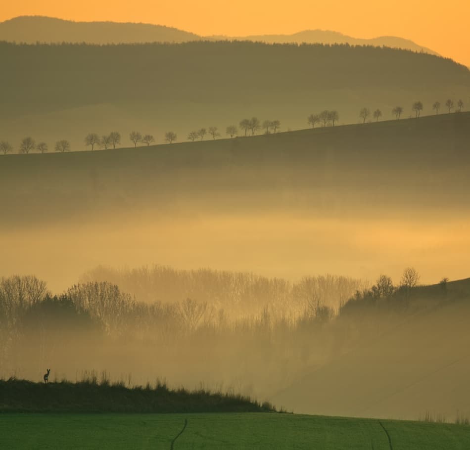 Deer In Golden Mist by Krzysztof Browko — canvas wall art