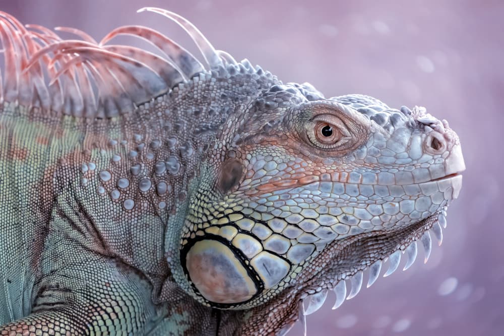 Majestic Green Iguana by Fauzan Maududdin — canvas wall art