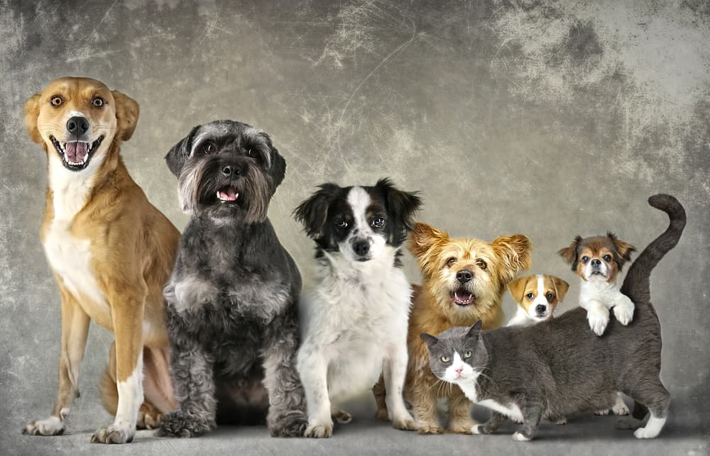 Happy Pet Family by DDiArte — canvas wall art