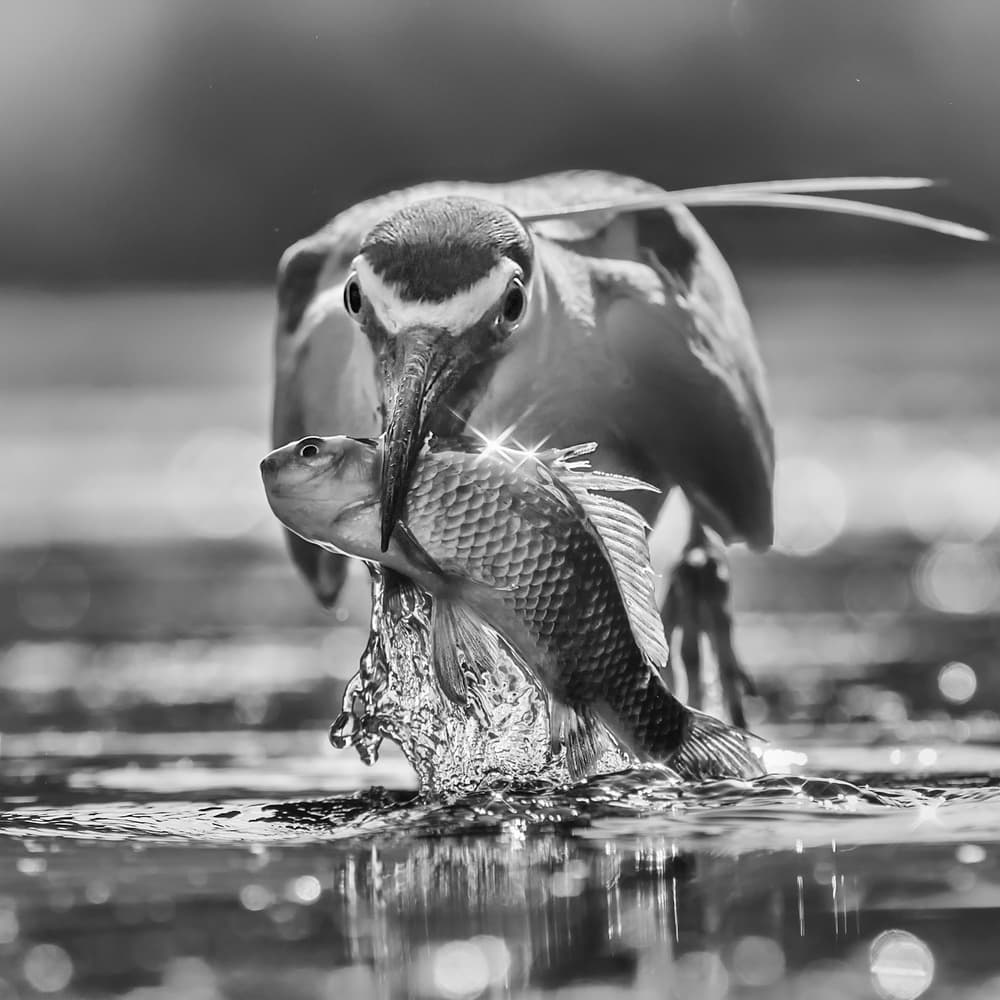 Bird Catches Fish by Jun Zuo — canvas wall art