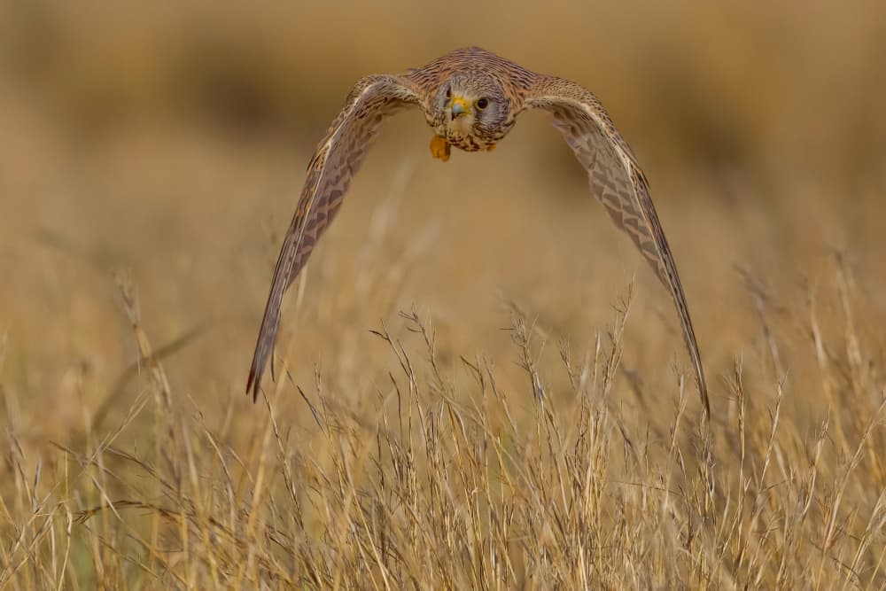 Kestrel in Dynamic Flight by David Manusevich — canvas wall art