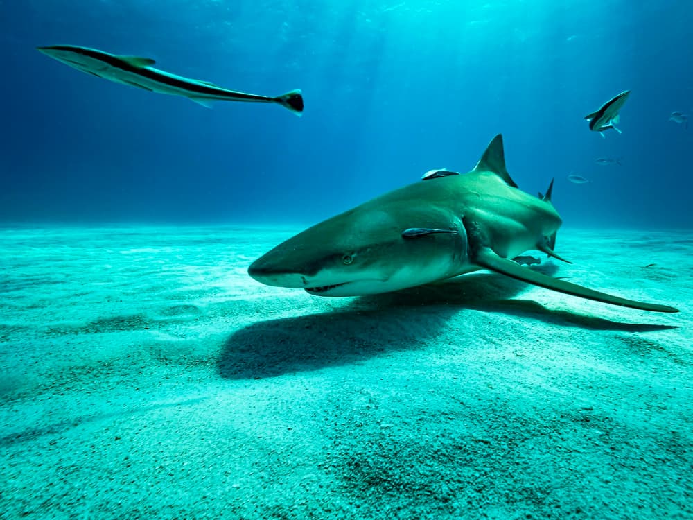 Lemon Shark in Shallows by Serge Melesan — canvas wall art