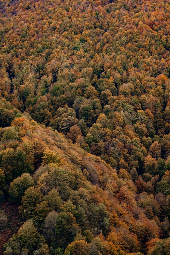 Vibrant Autumn Forest by Javier Pardina — canvas wall art