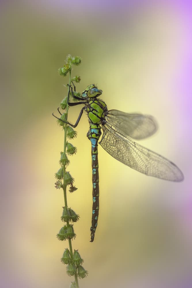 Vibrant Dragonfly Perched by Fabrizio Daminelli — canvas wall art