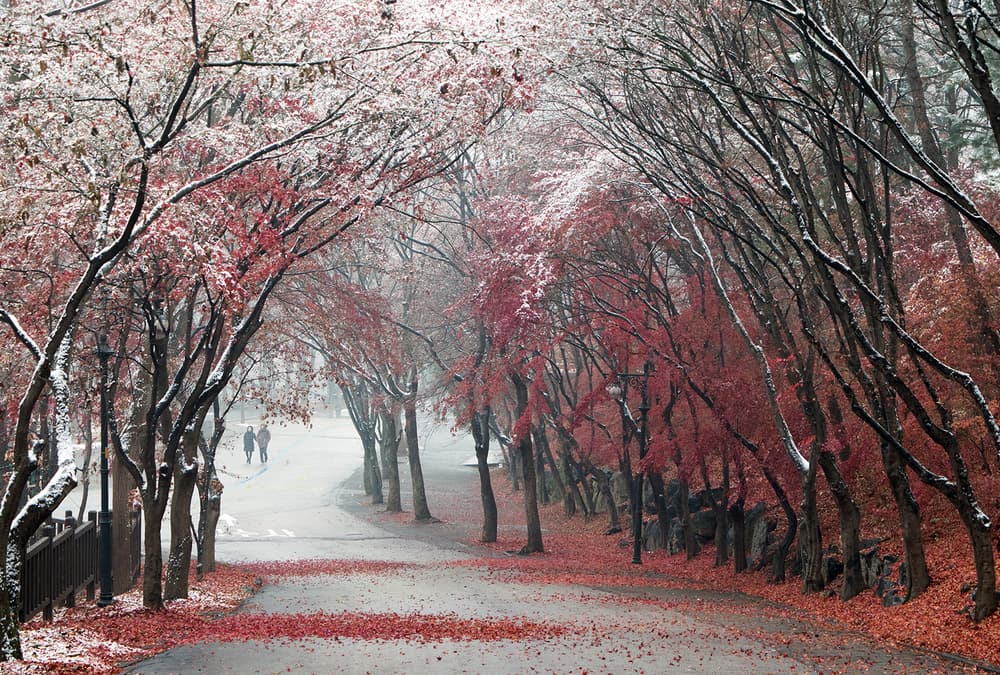 Snow Dusted Red Trees by HAN dong hee — canvas wall art