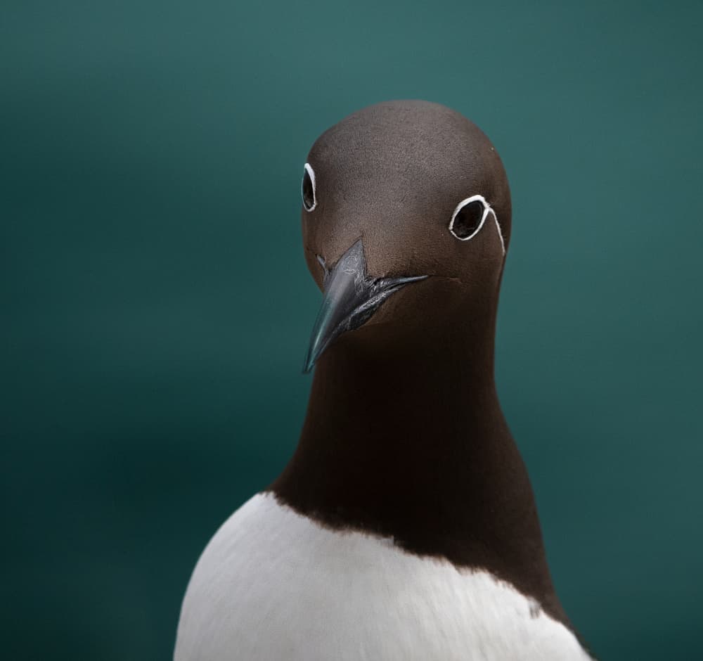 Curious Murre Portrait by Erik Engström — canvas wall art