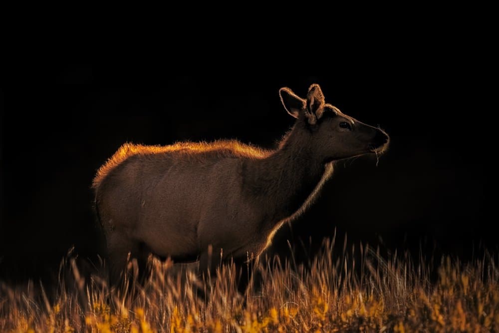 Golden Hour Elk by Siyu_Wei APA — canvas wall art