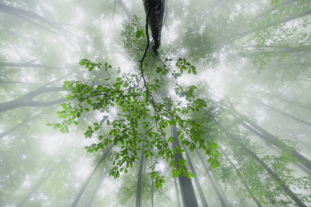 Misty Forest Canopy by Tom Pavlasek — canvas wall art
