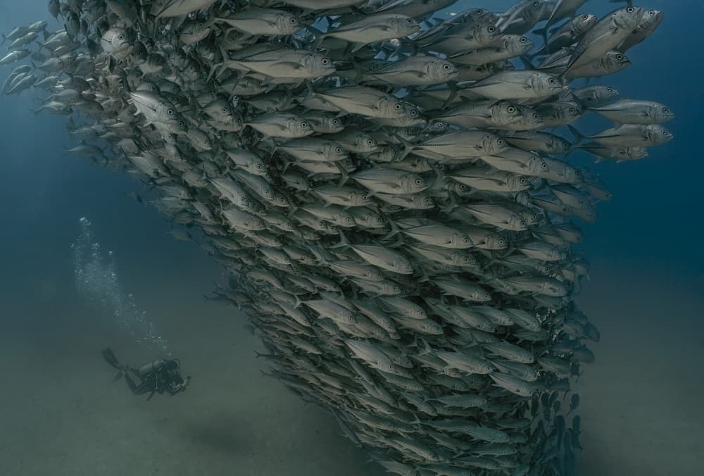 Diver and Fish Swirl by Jennifer Lu — canvas wall art