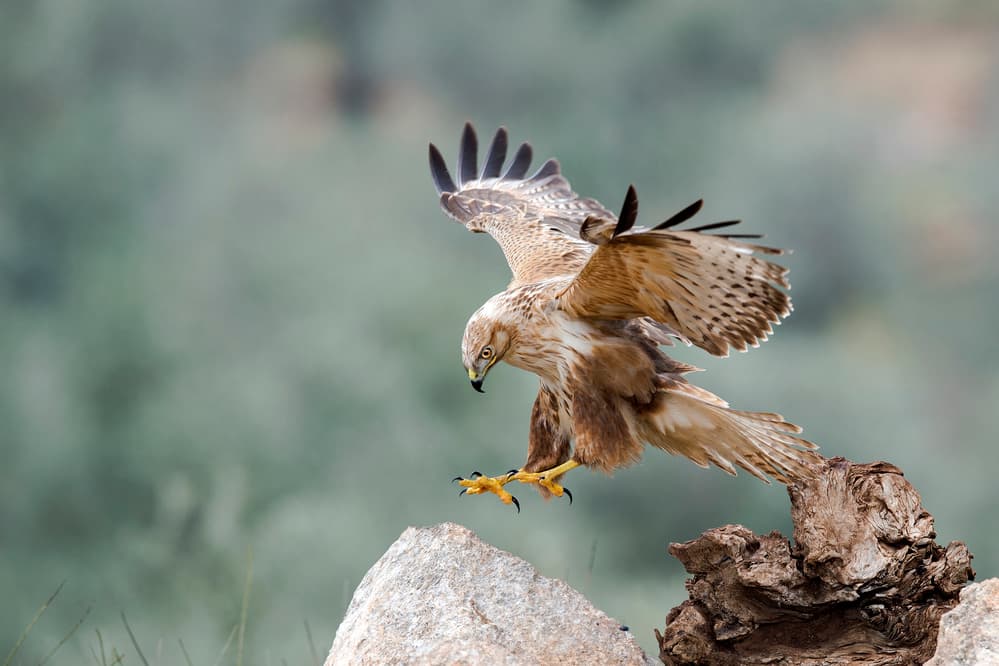 Majestic Bird Landing by Eyal Amer — canvas wall art