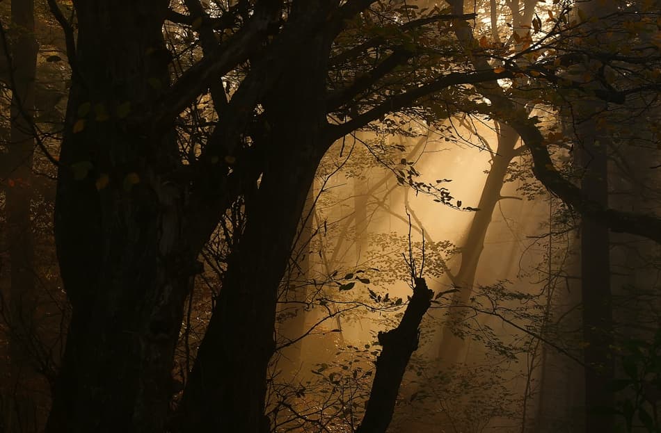 Golden Misty Forest Light by Norbert Maier — canvas wall art