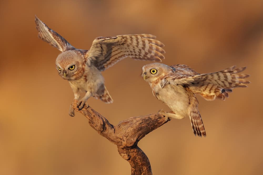 Young Owls Taking Flight by David Manusevich — canvas wall art