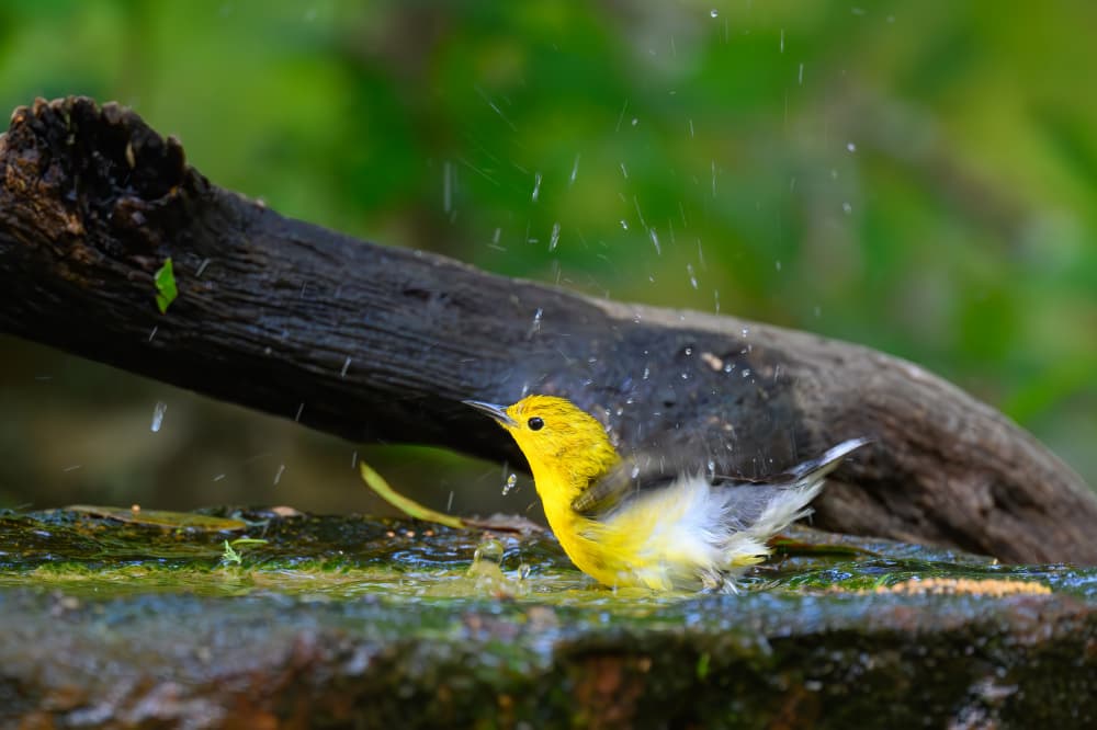 Yellow Bird Splashing Bath by Mike He — canvas wall art