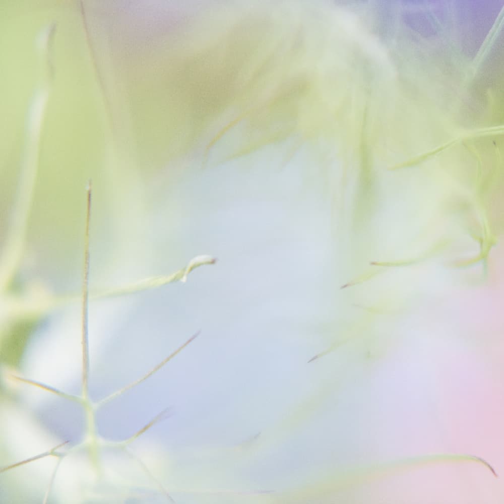 Soft Pastel Nature by Lynann Colligan — canvas wall art