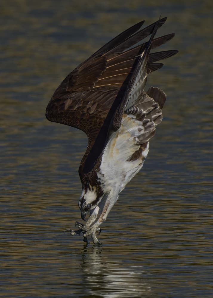 Osprey Fishing Dive by Johnny Chen — canvas wall art