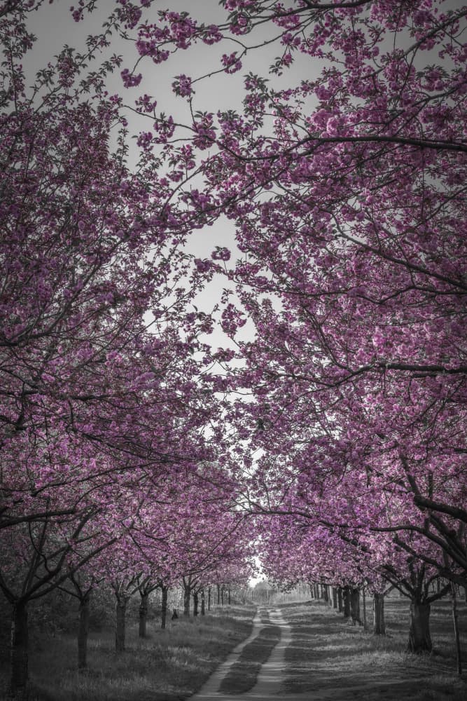Spring Blossom Tunnel by Melanie Viola — canvas wall art